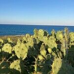 Opuntia stricta Leaf
