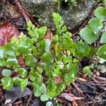 Adiantum capillus-veneris Hoja