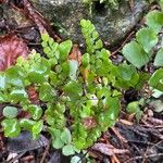 Adiantum capillus-veneris Foglia