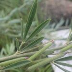 Indigofera lespedezioides Hoja