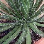 Agave filifera Elinympäristö