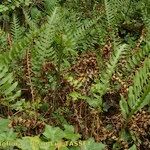 Polypodium × mantoniae Habit