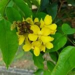 Cenostigma tocantinum പുഷ്പം