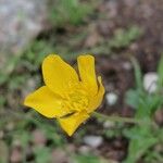 Ranunculus monspeliacus Blüte