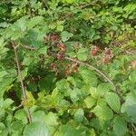 Rubus procerus फल