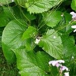 Lunaria rediviva पत्ता