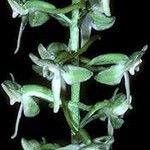 Platanthera orbiculata Kvet