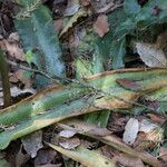 Veltheimia bracteata Fulla