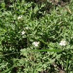 Potentilla douglasii ᱛᱟᱦᱮᱸ