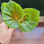 Begonia hirtella List