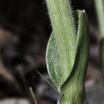 Baptisia bracteata Bark