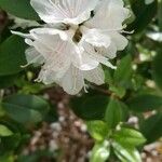 Rhododendron minus Blomma