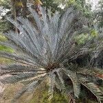 Encephalartos lehmannii ഇല