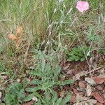 Convolvulus cantabrica ശീലം