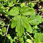 Phacelia bipinnatifida Folha