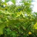Solanum torvum Fruitua