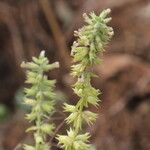 Stachys annua Blomma