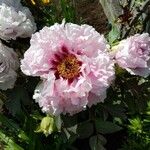 Paeonia ludlowii Цветок