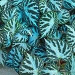 Begonia imperialis Hoja
