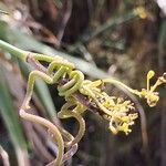 Passiflora manicata Other