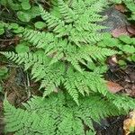 Dryopteris aemula Habitat