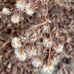 Dittrichia graveolens Fruit