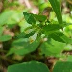 Melampyrum lineare Blüte