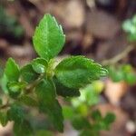 Pilea urticifolia Hostoa