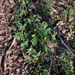 Anemonoides ranunculoides ശീലം