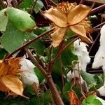 Gossypium hirsutum Fruit