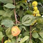 Malus baccata Fruit