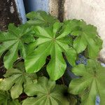 Cecropia peltata Leaf