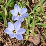 Ipheion uniflorumFloare