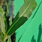 Lactuca serriola Leaf