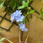 Plumbago auriculata Çiçek