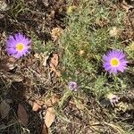 Machaeranthera tanacetifolia Blomst