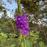 Stachytarpheta frantzii Flower