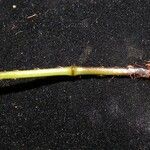 Oleandra articulata Fruit