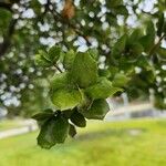 Quercus agrifolia Fulla