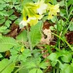 Primula elatior Flower