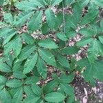 Castanea dentata Leaf