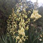 Yucca gloriosaBlomma