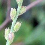 Verbena officinalis Frutto