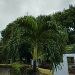 Adonidia merrillii पत्ता