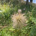 Pulsatilla alpina (L.) Delarbre花