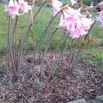 Amaryllis belladonna आदत