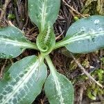 Goodyera oblongifolia Leaf