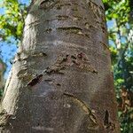 Sorbus aucuparia 树皮