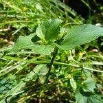 Viola canina Leaf