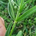 Galium boreale Blad